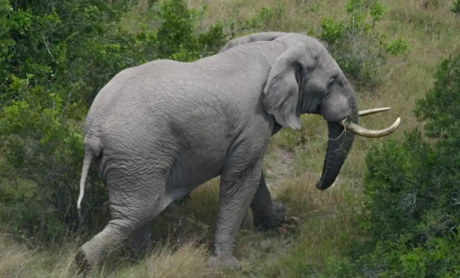 大象之王！肯尼亚发现极为罕见的超级大象，体重超10吨！