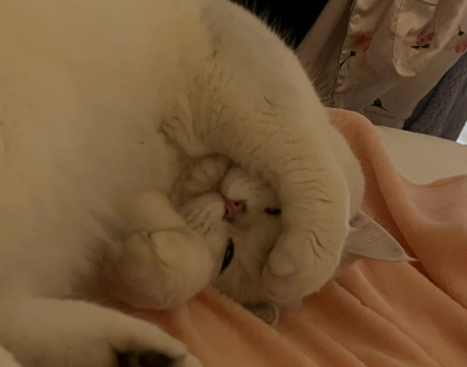 上海情侣因猫争执酿悲剧，女子被害男友涉杀人被批捕