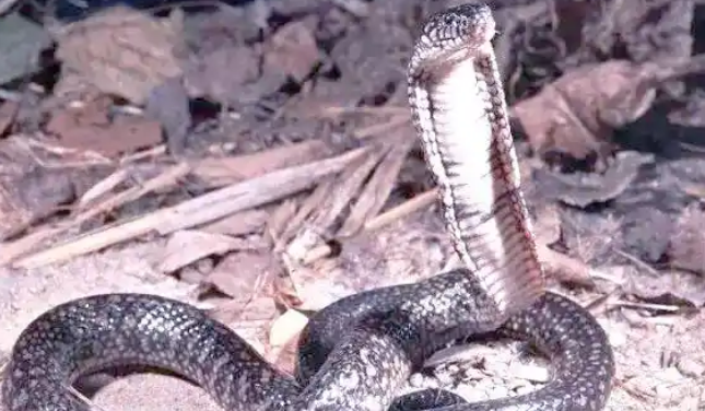 广西一大爷被眼镜蛇咬伤，竟把“凶手”装瓶带到医院