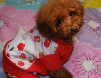 女子怀疑男友出轨，分手时泰迪却无意叼出了男友准备好的婚戒 