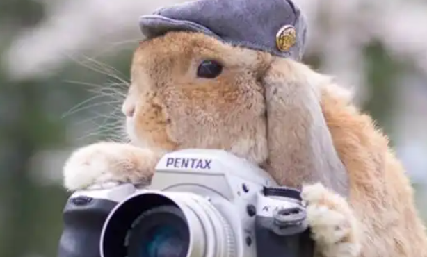 网红兔的百万粉丝帝国，许多人被它的可爱模样所打动