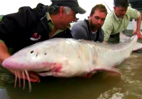 大哥捕获粉色猪鼻怪鱼，岸上好友啧啧称奇：是罕物 