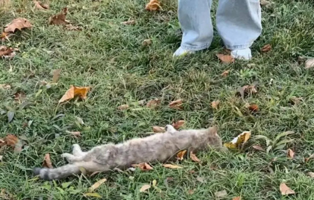 网友称石家庄一高校流浪猫疑似遭“投毒”身亡，校方否认：猫有外力伤，正调查并征集相关线索