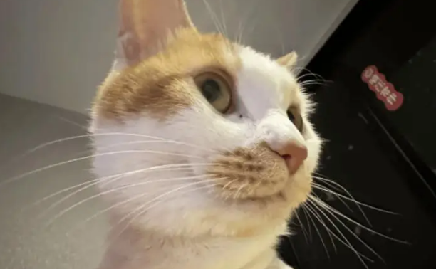 小姐姐家的小猫半夜不睡觉，把摇粒绒外套舔直了