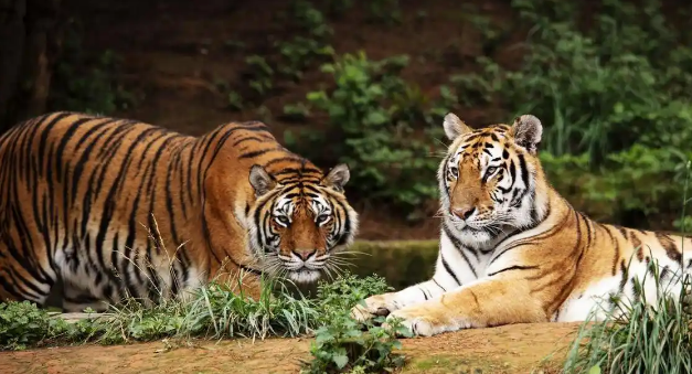 虎毒不食子？云南一200斤老虎产下死崽当即吃掉