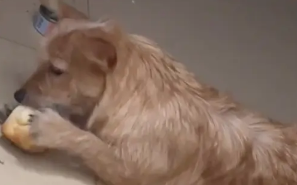 主人蒸糊了馒头扔进垃圾桶，狗狗竟主动叼回来吃