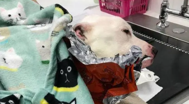 十年老狗被弃家门，原地等一年饿成皮包骨，濒死之际获陌生人救助