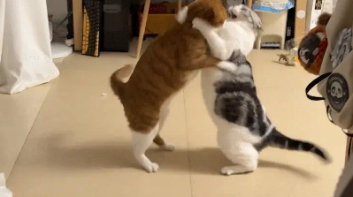 俩猫打架又握手言和。网友：猫式相扑