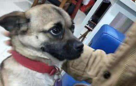 主人失恋在家，狗狗的反应太感人了，这一举动主人决定养它一辈子 