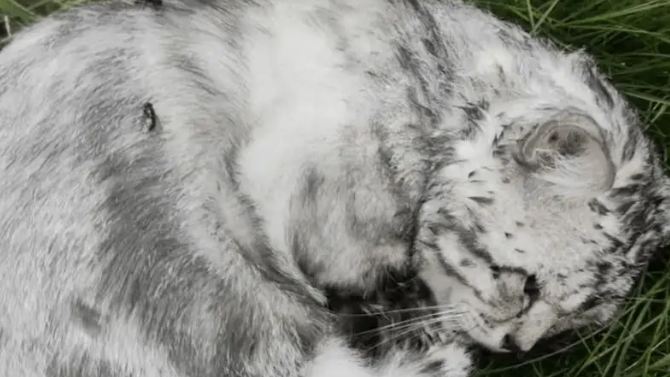 小姐姐发现一只被苍蝇包围的流浪猫，幸好小姐姐比死神先来到