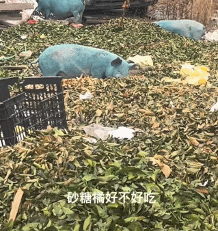 突变？切尔诺贝利发现蓝色的狗！是被核辐射变异了吗？