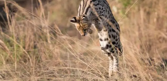 河北石家庄发现薮猫，本应在非洲的猛兽，为何在我国野外出现了？