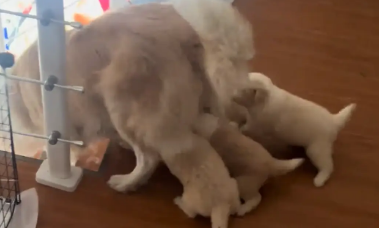 狗妈妈下楼梯，小奶狗跟的太紧，通通滚下楼梯