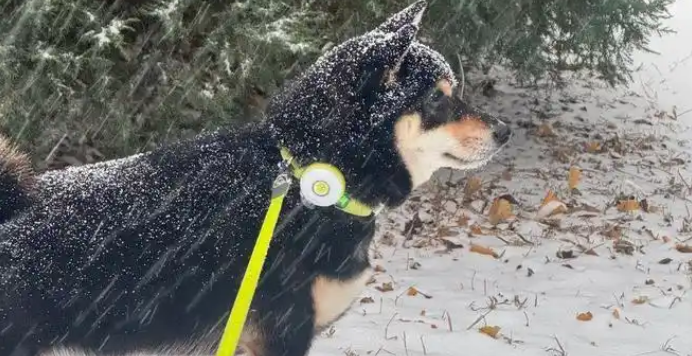 柴犬雪地滚成“椰蓉团子”，没玩够却冷到想回家：这次不倔了！