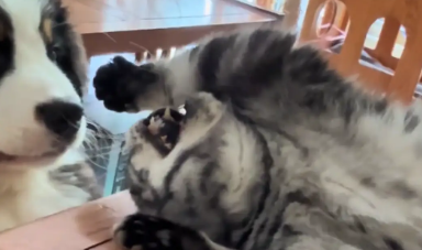 狗子想跟猫咪玩，没眼色还把猫咪惹生气了
