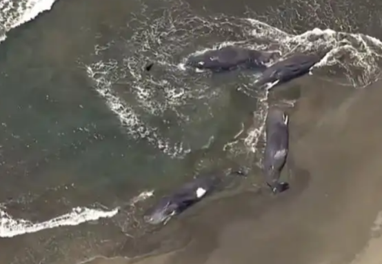 罕见一幕：日本千叶县4头鲸鱼同时搁浅