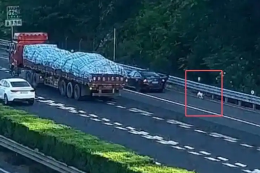 拉屎拉得全车都是，男子应急车道给狗铲屎称闻不下去