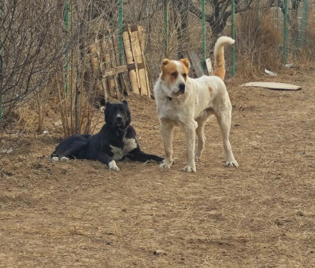 无证兽医上门绝育致宠物狗死亡，被判赔偿两万余元