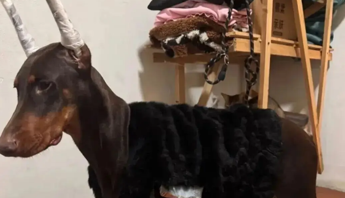 妹子用卫衣给杜宾犬改了件衣服，这个搭配……超绝啊