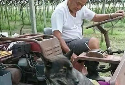 老人爱狗如命，子女这个举动引来父亲的愤怒，最后结局却感动网友