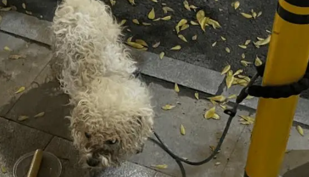 一只被拴住遗弃的流浪狗，不知道主人已经不要它了，还在傻傻等