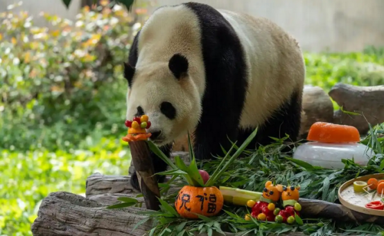 陪伴72小时，大熊猫私下作息竟然是……