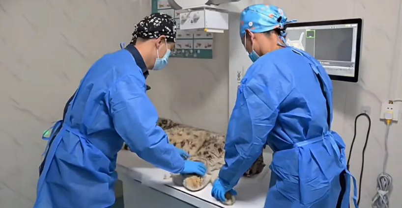 宠物影像顶流入驻！西瓜小镇庞各庄打造京南宠物医疗硅谷