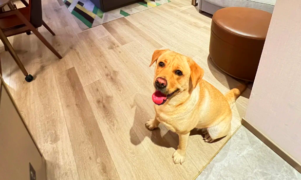 不用奔波送寄养，罗马机场开设狗狗酒店