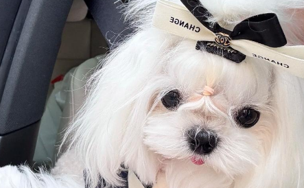 萌宠入镜：宠物写真馆悄然兴起，有店铺定制写真超万元