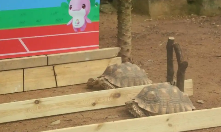 陆龟“赛跑”、熊猫玩足球、猕猴花式“跳水”……“动物全运会”开赛