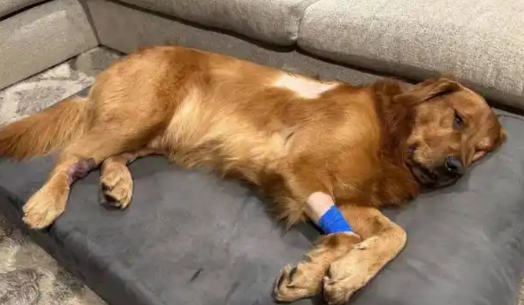 从狗狗打架到病犬三倍赔，三起涉宠纠纷教你如何维权