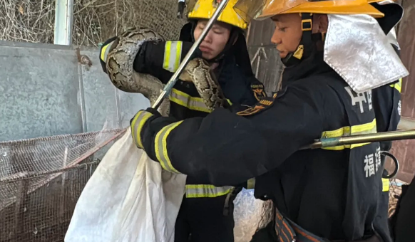 可怕！13斤大蟒蛇闯入东山民宅！