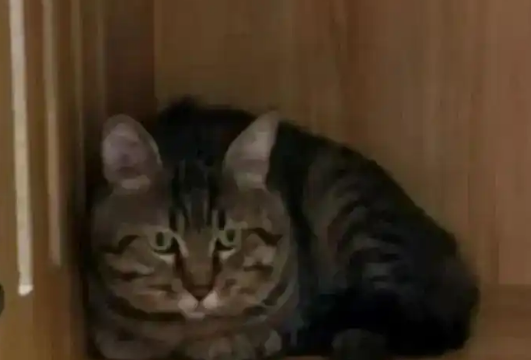 主人欠钱狸猫被法拍，起拍价500元，引超4000人竞拍！