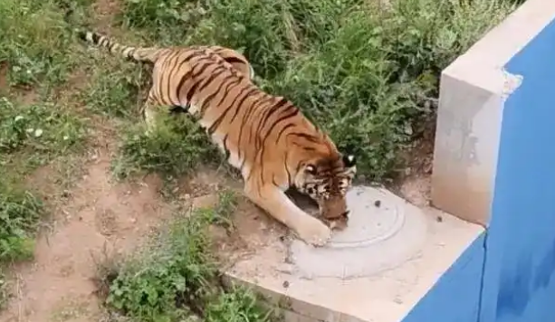 青藏高原野生动物园有老虎“撸猫”，动物园回应：可能是流浪猫