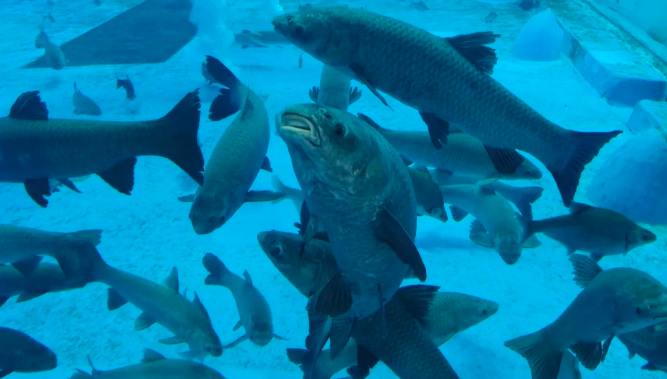 探寻“水中大熊猫”！长宁这群小朋友在崇明开启研学之旅~