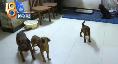 退休大爷把房子让给40条狗住，月花费近万，邻居苦不堪言