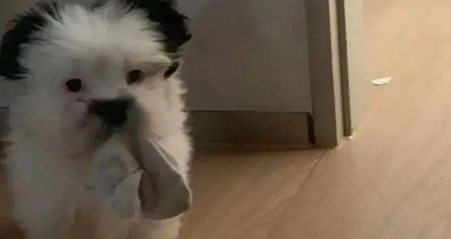 网友晒家里的混血狗宝，笑哭了，它怎么又老又年轻的