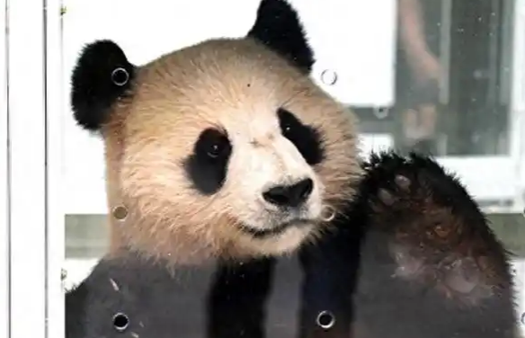 大熊猫抵达卡塔尔，靠可爱为国家创收数十亿