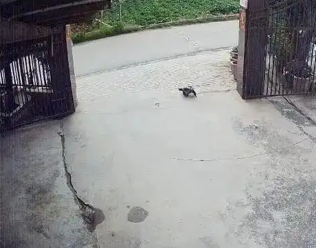 养了30多年的鳄龟被过路司机抱走，主人恳求“不要杀它”