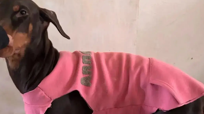 妹子用卫衣给杜宾犬改了件衣服，这个搭配……超绝啊