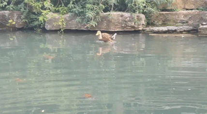 池塘里一只鸭子游泳滑稽，一只展翅高飞