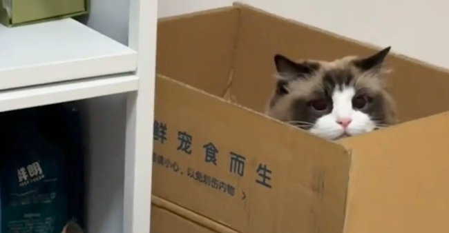 布偶躲进纸箱偷袭狸花。狸花：总有一种不祥的预感