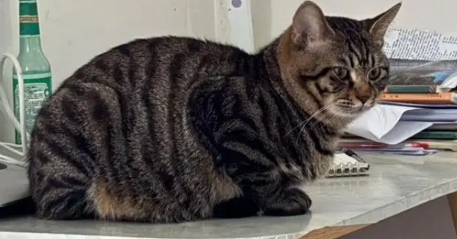 狸花猫打架输了委屈质问德牧：我打你那么轻，你下手咋那么重