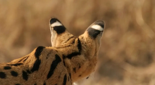 河北石家庄发现薮猫，本应在非洲的猛兽，为何在我国野外出现了？