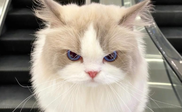 成都网红猫 “拽姐” 治愈百万网友，成打工人的 “精神嘴替”