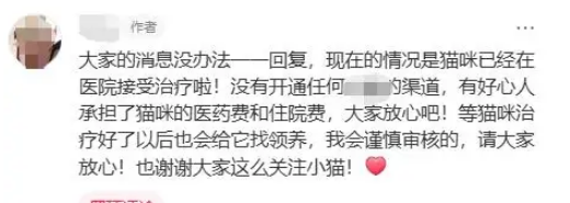 街边发现一只流浪猫，身上都是被人打伤的痕迹，依旧亲人