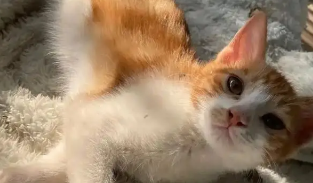 小奶猫被电梯夹断尾巴，呆坐原地不知所措，幸遇路人暖心相救