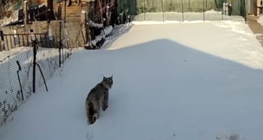 猞猁入侵农家捕食猫，户主邻居家也损失四只鹅