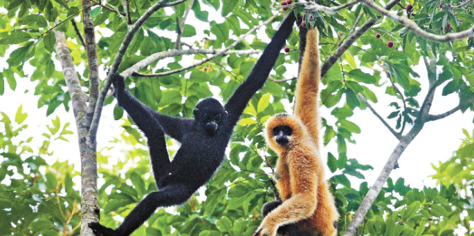 IUCN全球决议《通过协同合作加强长臂猿保护》在海南昌江发布