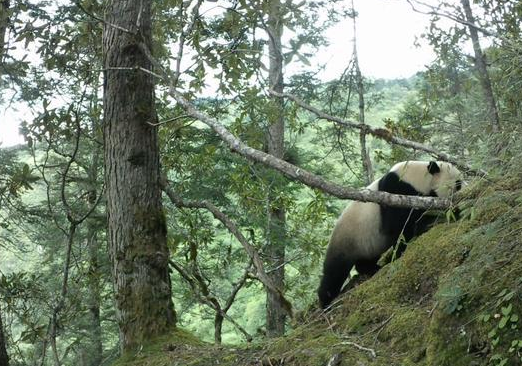 干饭啦！绵阳野生大熊猫开启“贴秋膘”模式